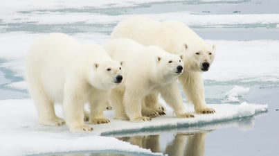 Polar hero spitsbergen Polar hero spitsbergen