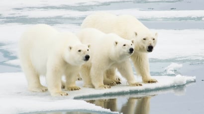Polar hero spitsbergen Polar hero spitsbergen