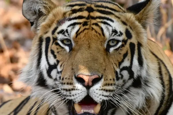 India Tiger Safari
