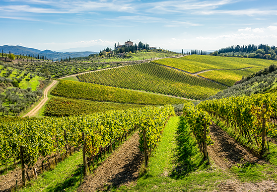 Tuscany Walks & Chianti Wines
